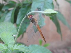 Pantala flavescens