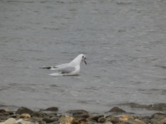 Chroicocephalus ridibundus