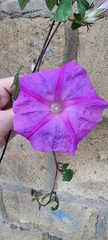 Ipomoea indica