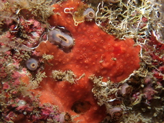 Phorbas fictitius