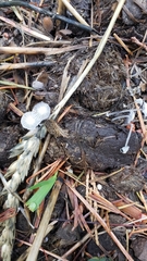 Coprinopsis ephemeroides