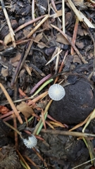 Coprinopsis ephemeroides