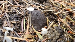 Coprinopsis ephemeroides