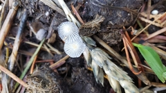 Coprinopsis ephemeroides