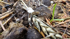 Coprinopsis ephemeroides