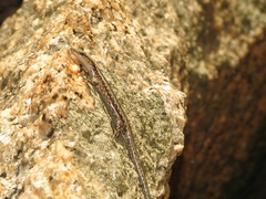 Cryptoblepharus litoralis