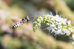 Philanthus pulchellus