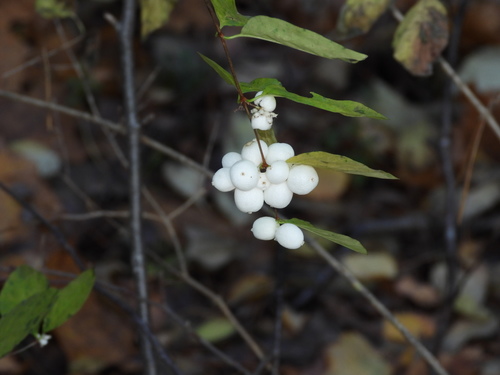Baltauogė meškytė