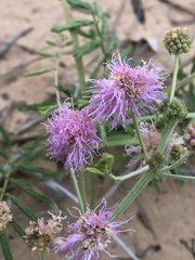 Mimosa rupertiana