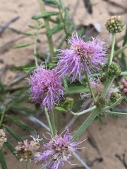 Mimosa rupertiana