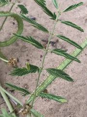 Mimosa rupertiana