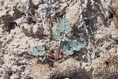 Cymopterus globosus