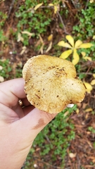 Suillus riparius