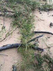Mimosa rupertiana