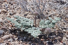 Cymopterus globosus