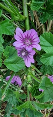 Malva sylvestris