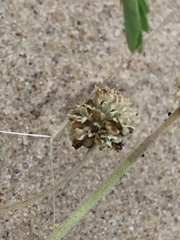 Mimosa rupertiana