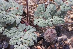 Cymopterus globosus