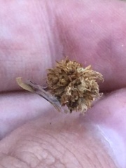 Mimosa rupertiana