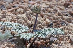Cymopterus globosus