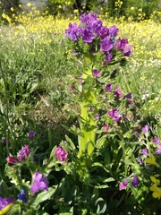 Echium plantagineum