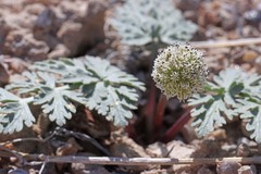 Cymopterus globosus
