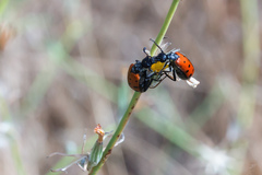 Hycleus duodecimpunctatus