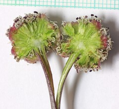 Cymopterus globosus