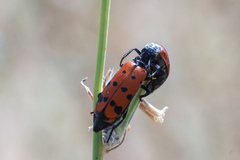 Hycleus duodecimpunctatus