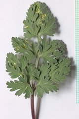Cymopterus globosus