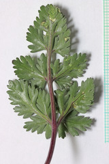 Cymopterus globosus