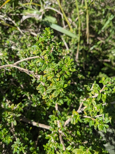 Moujean tea (Nashia inaguensis)