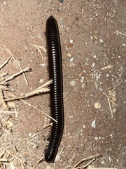 Archispirostreptus gigas