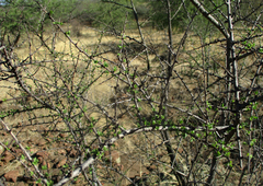 Antherothamnus pearsonii