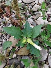 Datura stramonium