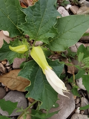 Datura stramonium