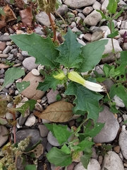 Datura stramonium