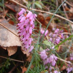 Erica carnea