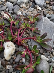 Portulaca oleracea