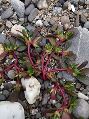 Portulaca oleracea