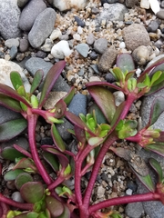 Portulaca oleracea