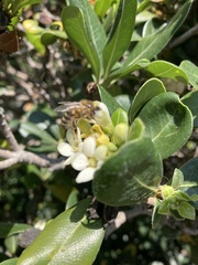 Apis mellifera