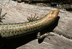 Cryptoblepharus litoralis