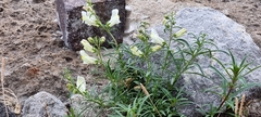 Antirrhinum siculum