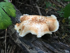 Polyporus radicatus