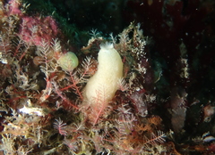 Sycon ciliatum