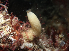 Sycon ciliatum