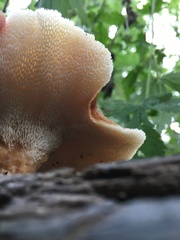 Polyporus radicatus