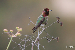 Calypte anna