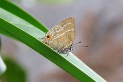 Cupathecla cupentus
